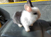 Mini lop x dutch