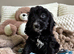 11 week old cockapoo