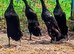 Quartet Black Indian Runner Ducks