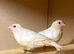 Triple orange zebra finches
