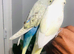 Beautiful Baby Budgies for sale.