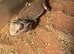 Bearded dragon for sale