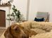 1 year old Dachshund