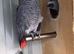 Baby African grey