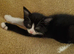 mum cat and 8 week old male kitten
