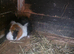 Adult male guinea pigs