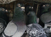 Racing pigeons for sale