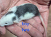 Baby Dumbo Rats