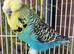 Various budgies for sale