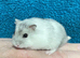 Baby Winter White Russian hamsters from show stock