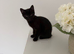 Beautiful Bengal kittens - ready now - only 2 left