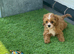 Stunning F1 cavapoos
