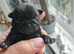 Pink panda and black pug puppies for sale