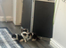 Calico kittens