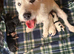2 beautiful jackapoo boys left