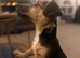 Wenlock Jack Russell