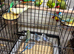 Baby budgies