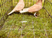 Colour racing pigeons