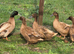 Khaki Campbell ducklings