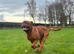 Dogue de bordeaux male