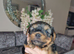 Mini Yorkshire terrier puppies