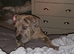 3/4 Neapolitan mastiff 1/4 cane corso