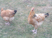 Friendly chickens