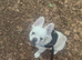 Fluffy French bulldog