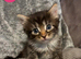 6 stunning beautiful markings kittens