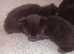 5 kittens fo sale