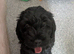 Cavapoo puppy