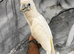 Friendly Baby HandReared Super Tame Cuddly Ducorps Cockatoo Parrot