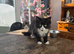 Two fluffy male kittens looking for loving homes