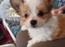 Adorable fluffy pomchi puppies for sale