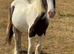 Rising 2 year old colt 10hh