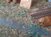 Guinea pigs californium and gold crested