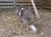 Turkeys for sale