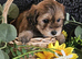 Stunning Multipoo F1B puppies