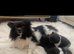 3 Beautiful Pomeranian Puppies