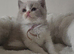 4 Gorgeous BSH kittens READY NOW