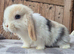 Mini lop babies ready now