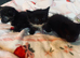 Very sweet kittens