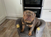 Male English bulldog 3 years