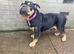 Super sweet Eng. bulldog boy he's fab with kids,cats and dogs! Just a sweetheart.