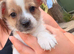 Chihuahua X Boy Puppies (Last 2 Left)