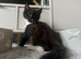 Maine Coon Kittens RTL:01.11