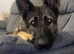 German shepherd x mali