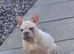 Female french bulldog