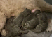 Chunky Male BSH kitten ready now! FULLY VACCINATED