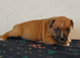 Beautiful quality red staffordshire bullterrier